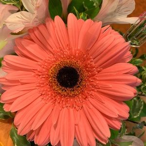 Meet your Posher, Betty